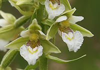 Epipactis palustris var. ochroleuca